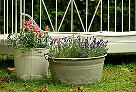 花卉裝飾,花園,熏衣草