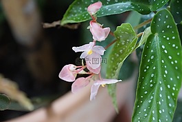 花,宏,綠色
