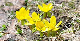 冬季林格,鲜花,开花