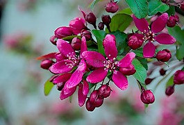 春,蘋果,蘋果花