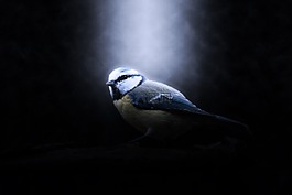 鳥,藍(lán)雀,動(dòng)物