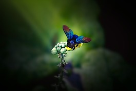 謙遜-蜜蜂,昆蟲,蜜蜂