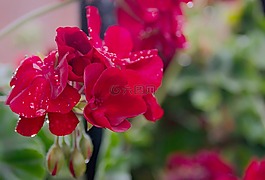 天竺葵,花,宏