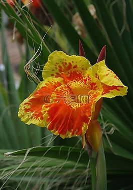 性質(zhì),植物,花卉