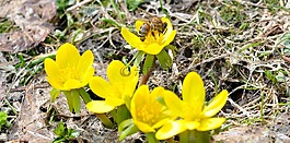 冬季林格,蜜蜂,昆虫
