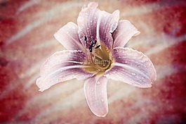 黃花菜,花,廠