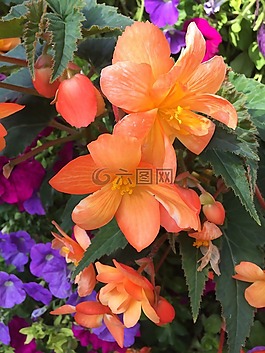 花園,葉,植物區(qū)系