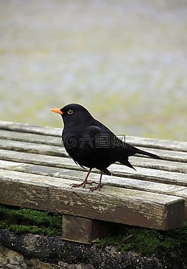 動(dòng)物,鳥(niǎo),黑鳥(niǎo)