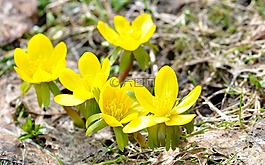 冬季林格,鲜花,开花