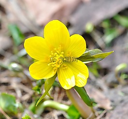 winterling,花,開(kāi)花