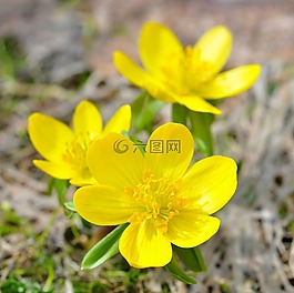 winterling,花,開(kāi)花
