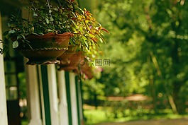 花,花盆,自然