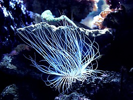珊瑚,海底,海洋