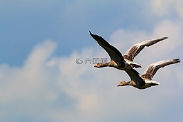 鳥,動(dòng)物世界,飛行