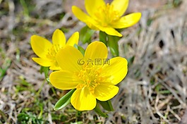 winterling,花,開(kāi)花