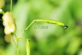香脂,厂,开花