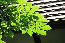 板栗,返回頁首,光影