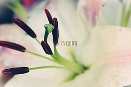 百合,白,開(kāi)花