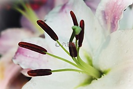 百合,白,開花