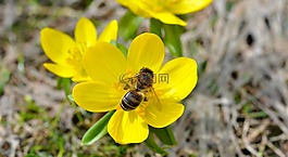 winterling,花,開(kāi)花