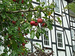 蘋果,fachwerkhaus,樹