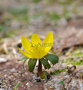 winterling,花,開(kāi)花