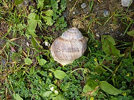 蝸牛,動物,性質(zhì)