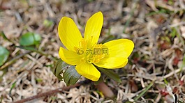winterling,花,開(kāi)花