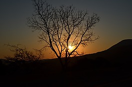 樹,日落,天空