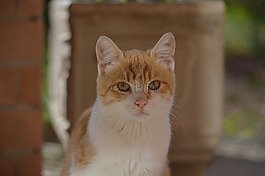 貓咪,看看,動物醫(yī)院
