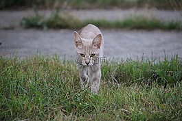 猫,品种猫,国内的猫