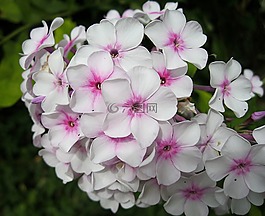 鮮花,白,粉色
