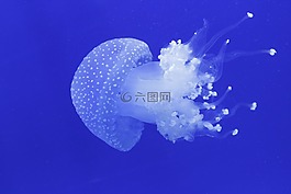 水母,海洋,海