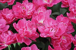 郁金香,鮮花,春天