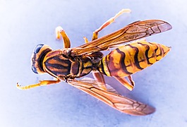 大黃蜂,黃蜂,昆蟲