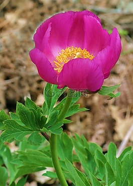 牡丹,鮮花,場