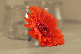非洲菊,花,開花