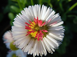 花,雏菊,bellie