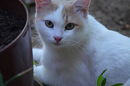 貓,可愛,動物