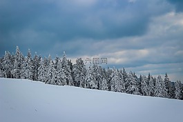 雪,樹,大自然