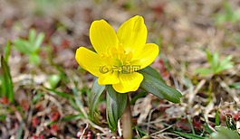 winterling,花,開(kāi)花