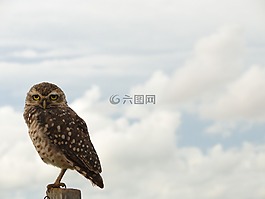 貓頭鷹,鳥