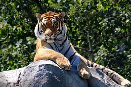 虎,動物,野生動物