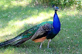 孔雀,鳥,野生動物