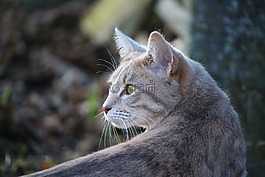 猫,鲭鱼,品种猫