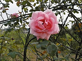 玫瑰,粉紅色的花,玫瑰花園