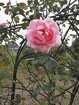 玫瑰,粉紅色的花,玫瑰花園