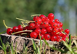 黑醋栗,紅色,莓果