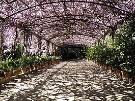 紫藤,馬拉加,植物園