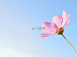 花,性質,廠